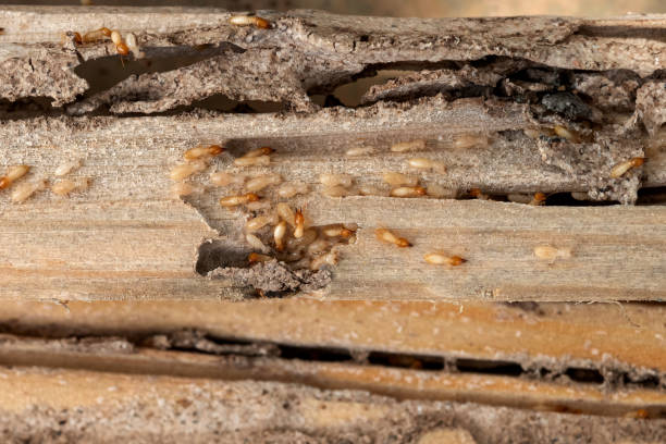 Best Bed Bug Extermination  in La Grange, TX